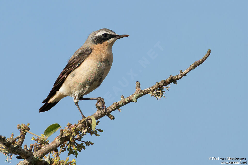 Northern Wheatear male adult