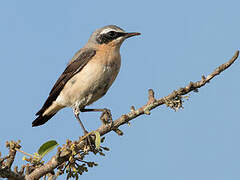 Northern Wheatear