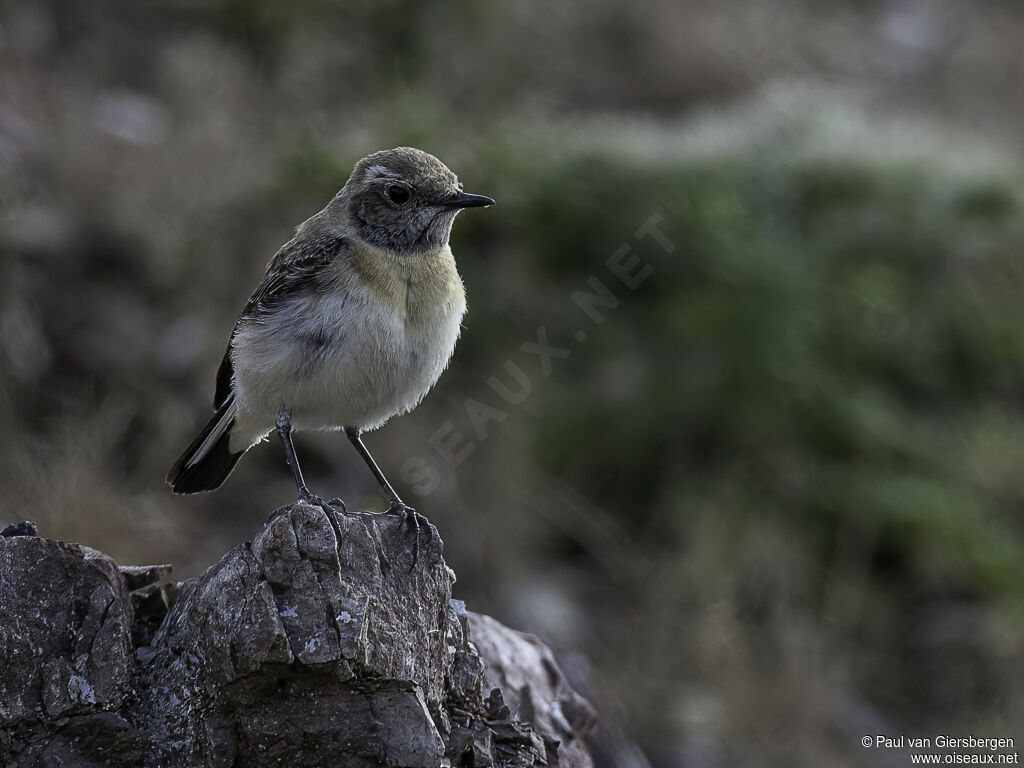 Eastern Black-eared Wheatearadult