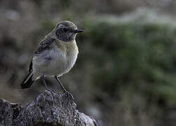 Eastern Black-eared Wheatear