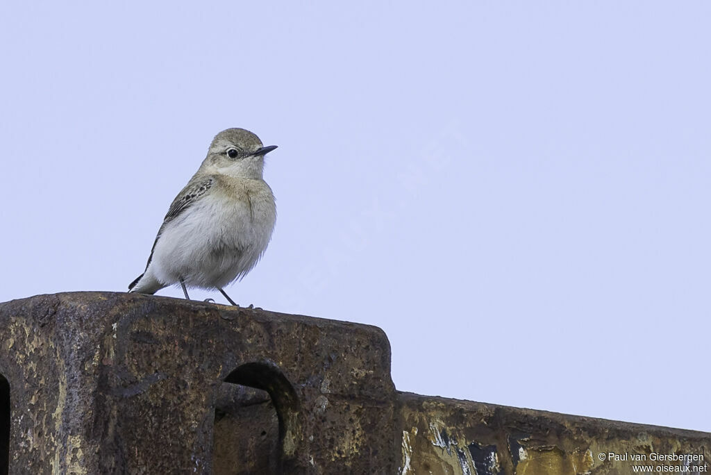 Eastern Black-eared Wheatear female adult