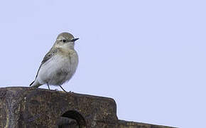 Eastern Black-eared Wheatear