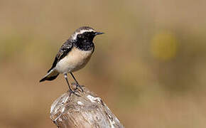 Pied Wheatear