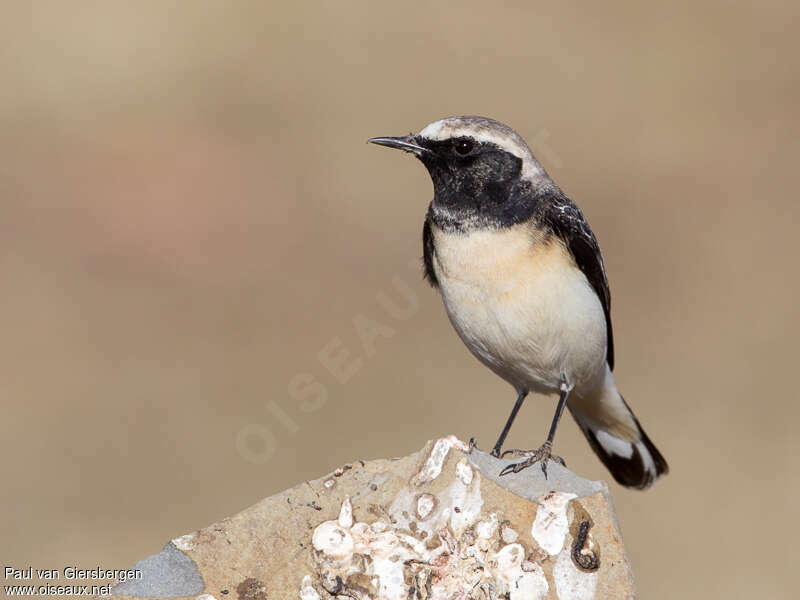 Pied Wheatear male adult post breeding, pigmentation