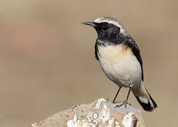 Pied Wheatear