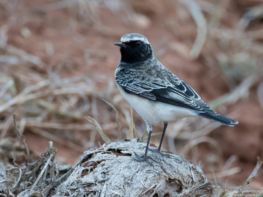 Pied Wheatearadult transition