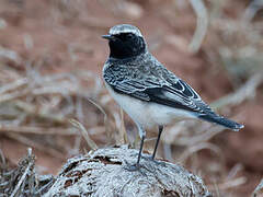 Pied Wheatear