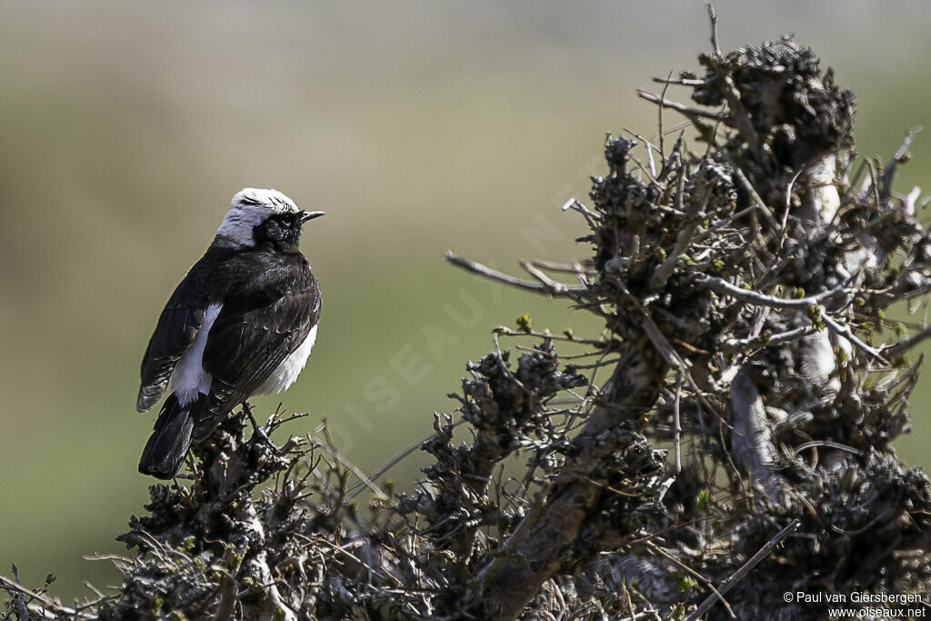 Pied Wheatear male adult