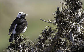 Pied Wheatear