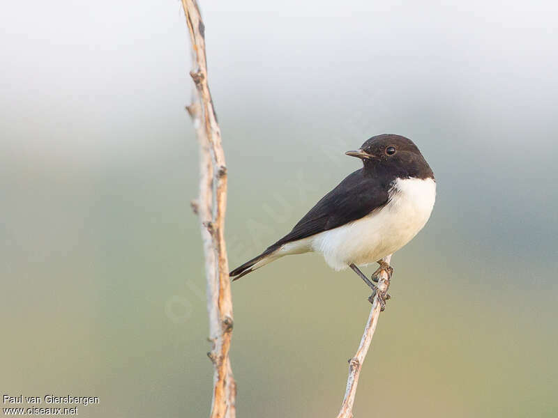 Variable Wheatear, close-up portrait