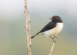 Variable Wheatear