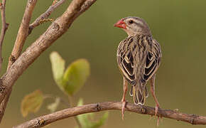 Red-billed Quelea