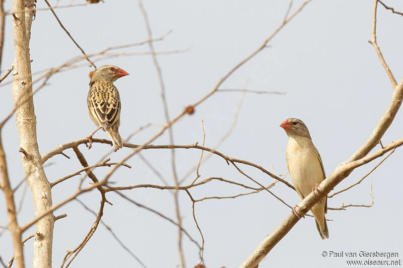 Red-billed Quelea