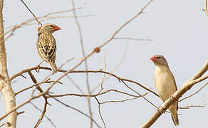 Red-billed Quelea