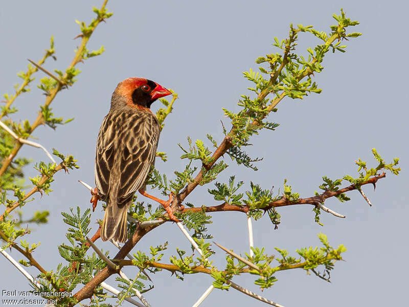 Red-billed Quelea male adult breeding, pigmentation