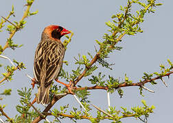 Red-billed Quelea