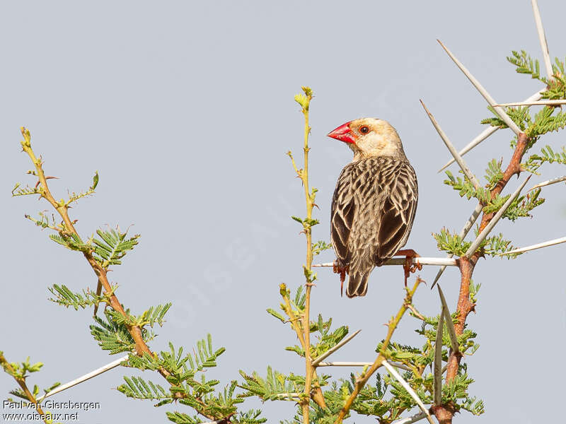 Red-billed Quelea male adult post breeding, identification