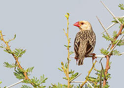 Red-billed Quelea