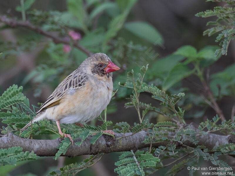 Red-billed Quelea male adult transition