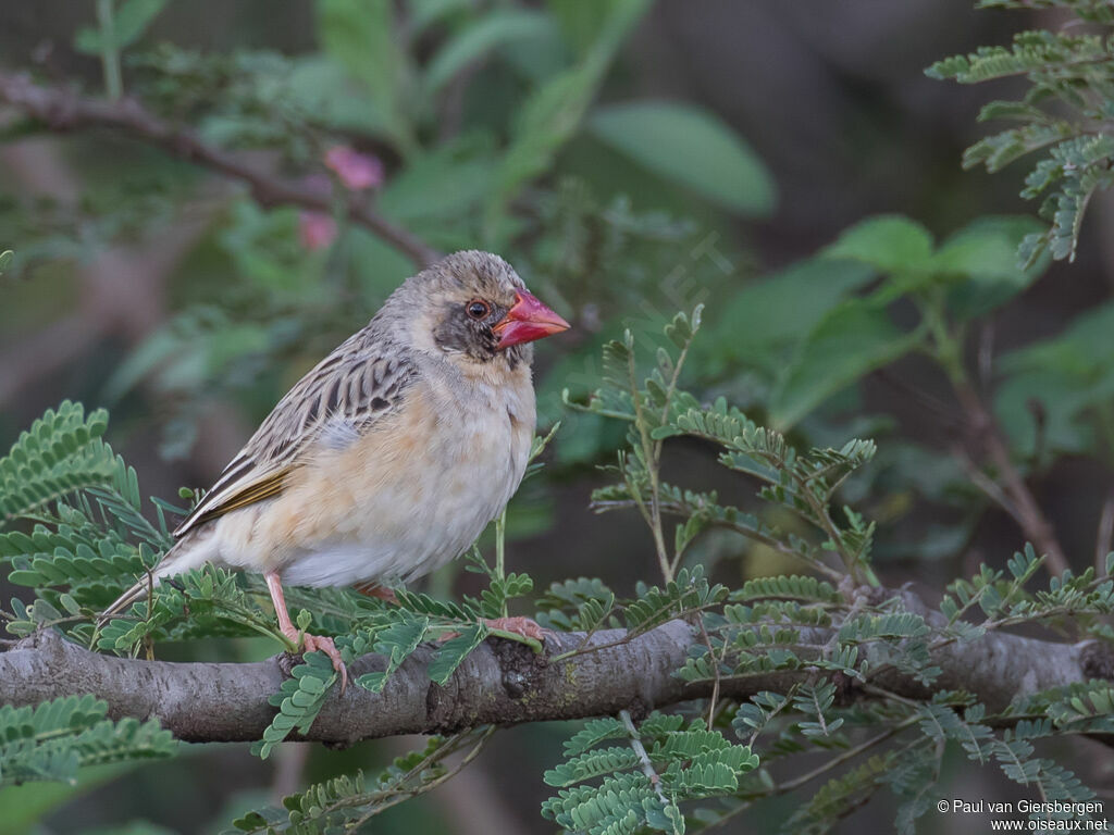 Travailleur à bec rouge mâle adulte transition