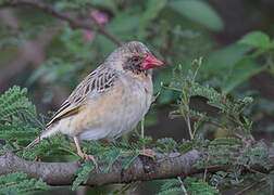 Red-billed Quelea