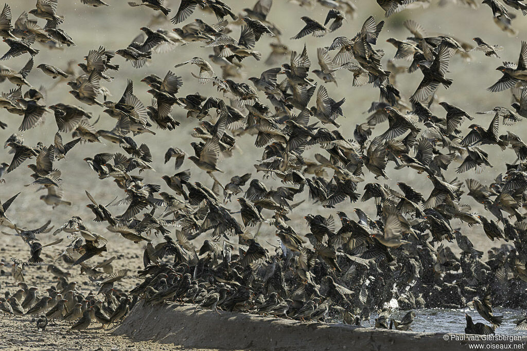 Red-billed Quelea