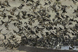 Red-billed Quelea