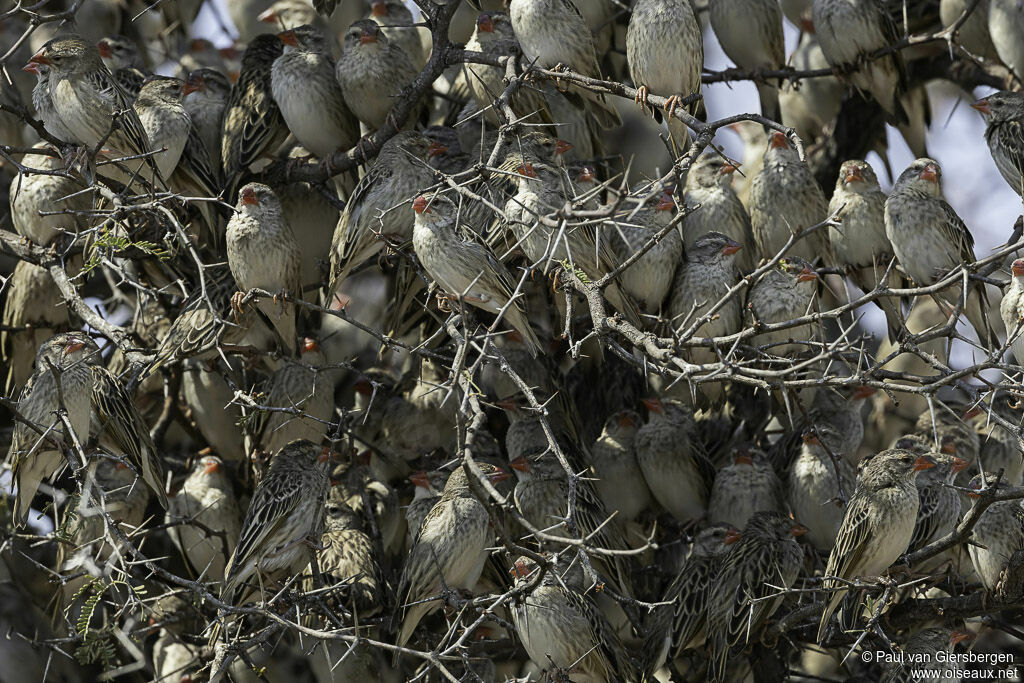 Red-billed Queleaadult