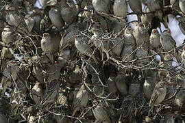 Red-billed Quelea