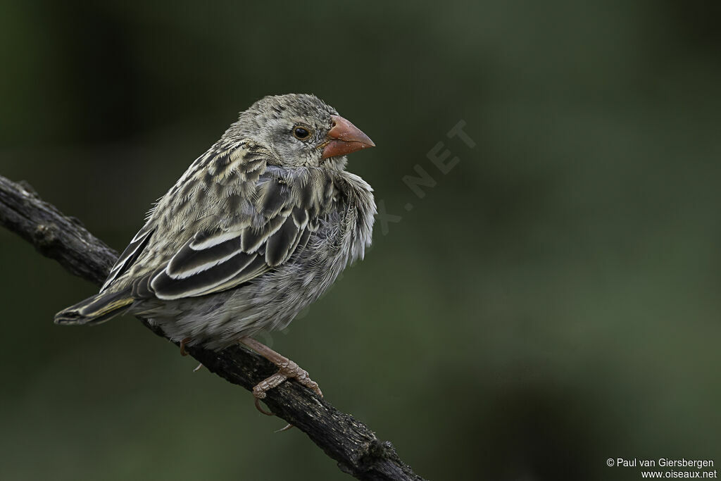 Red-billed Quelea