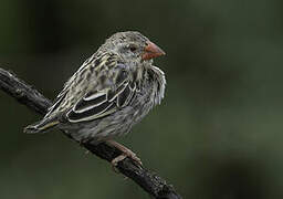 Red-billed Quelea