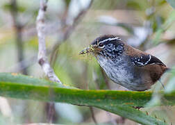 Bar-winged Wood Wren