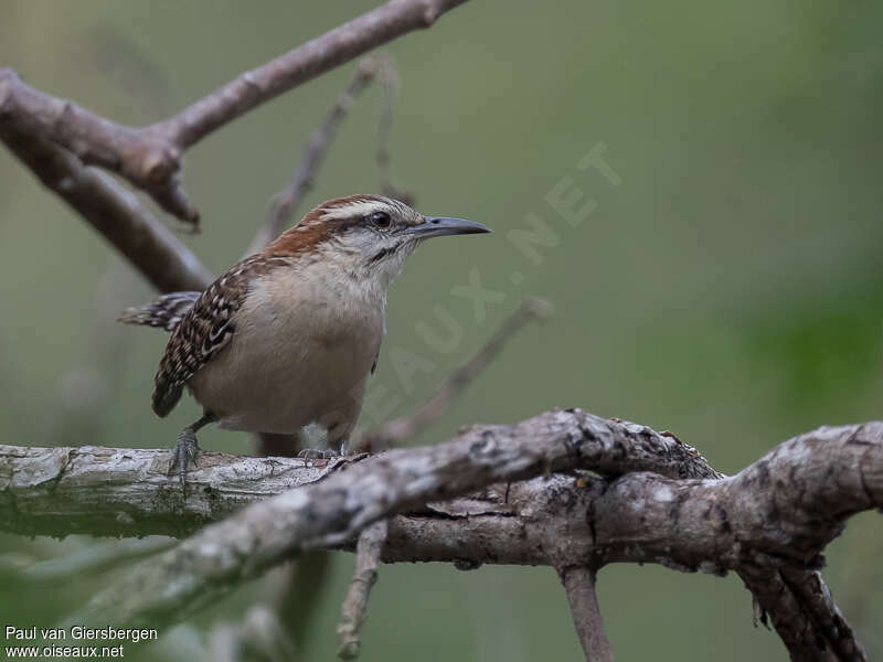 Russet-naped Wrenadult, identification