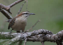 Russet-naped Wren