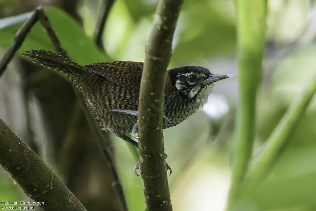 Bay Wrenadult, identification