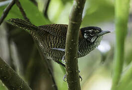 Bay Wren