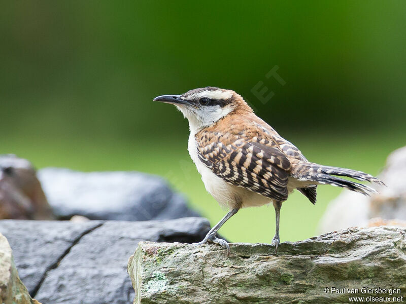 Rufous-backed Wren