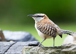 Rufous-backed Wren