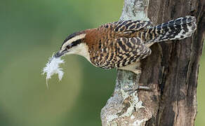 Rufous-backed Wren