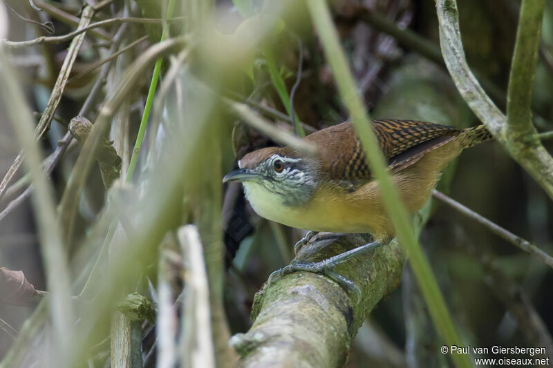 Buff-breasted Wren