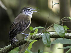 Buff-breasted Wren