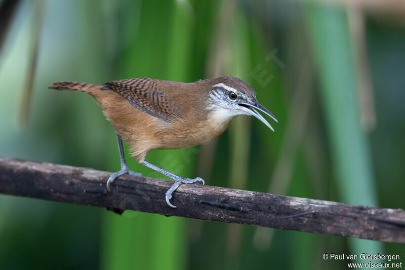 Long-billed Wren