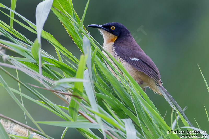 Black-capped Donacobius