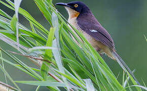 Black-capped Donacobius