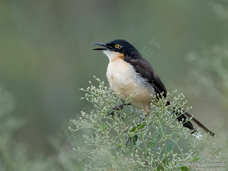 Black-capped Donacobius