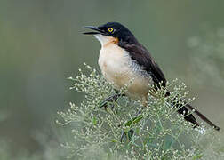 Black-capped Donacobius