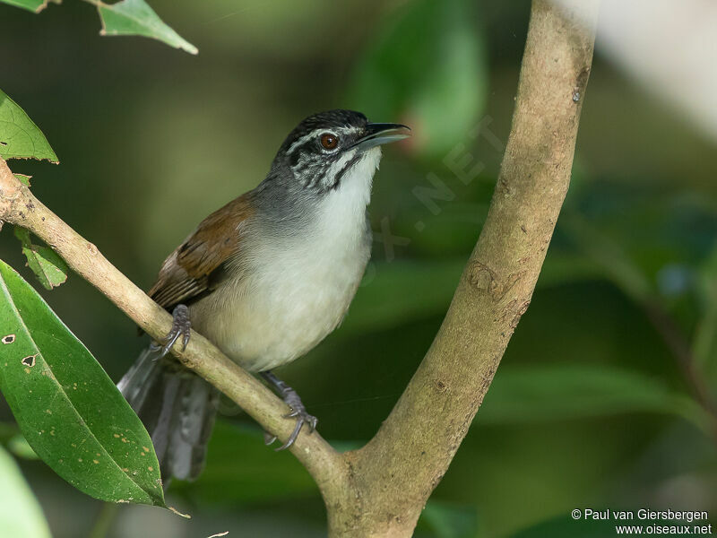 Moustached Wren