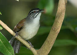 Moustached Wren