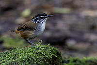 Troglodyte à poitrine blanche