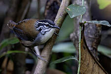 Troglodyte à poitrine blanche